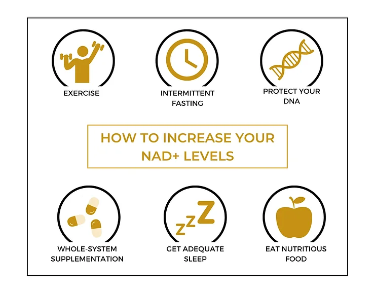 You are currently viewing How to Increase NAD+ Levels Naturally